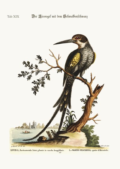 The swallow-tailed Kingfisher, 1749-73 by George Edwards